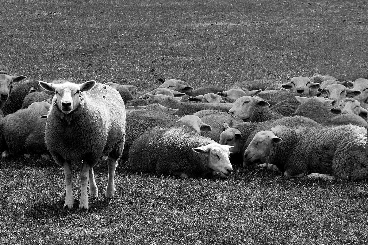 Rebaño de ovejas en blanco y negro, con una sola mirando directamente a cámara