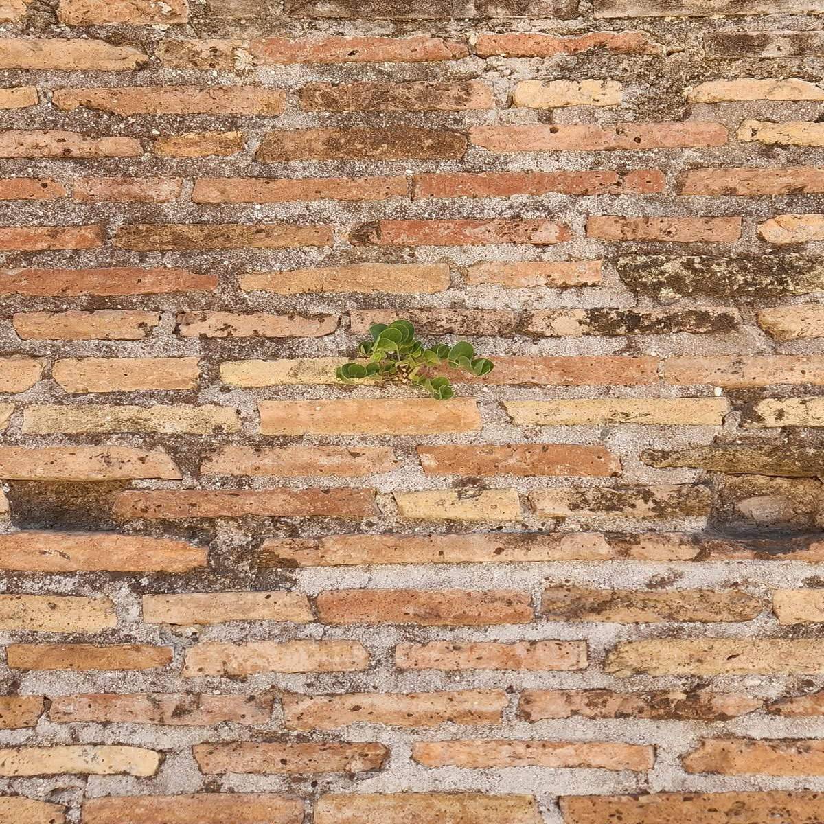Muro de ladrillos antiguos con una pequeña planta verde creciendo entre las grietas
