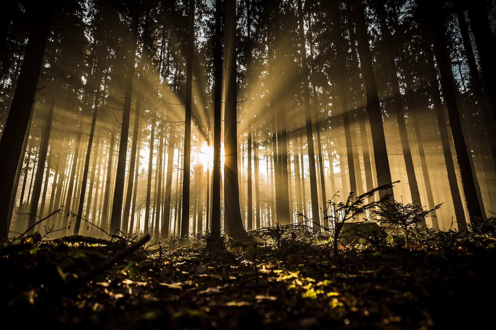 Rayos de luz en un bosque