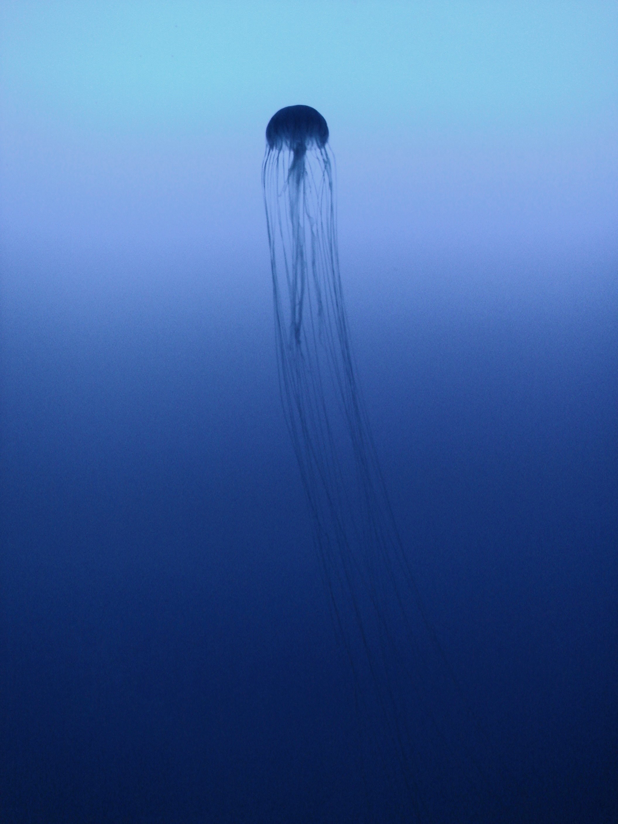Silueta de una medusa con largos tentáculos en aguas azul profundo