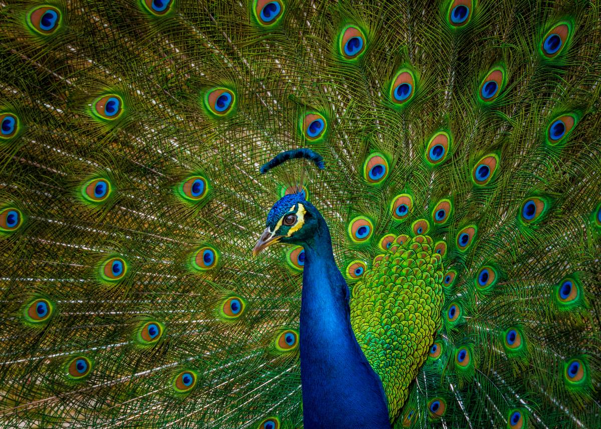 Pavo real con su plumaje completamente desplegado, mostrando los ocelos de sus plumas