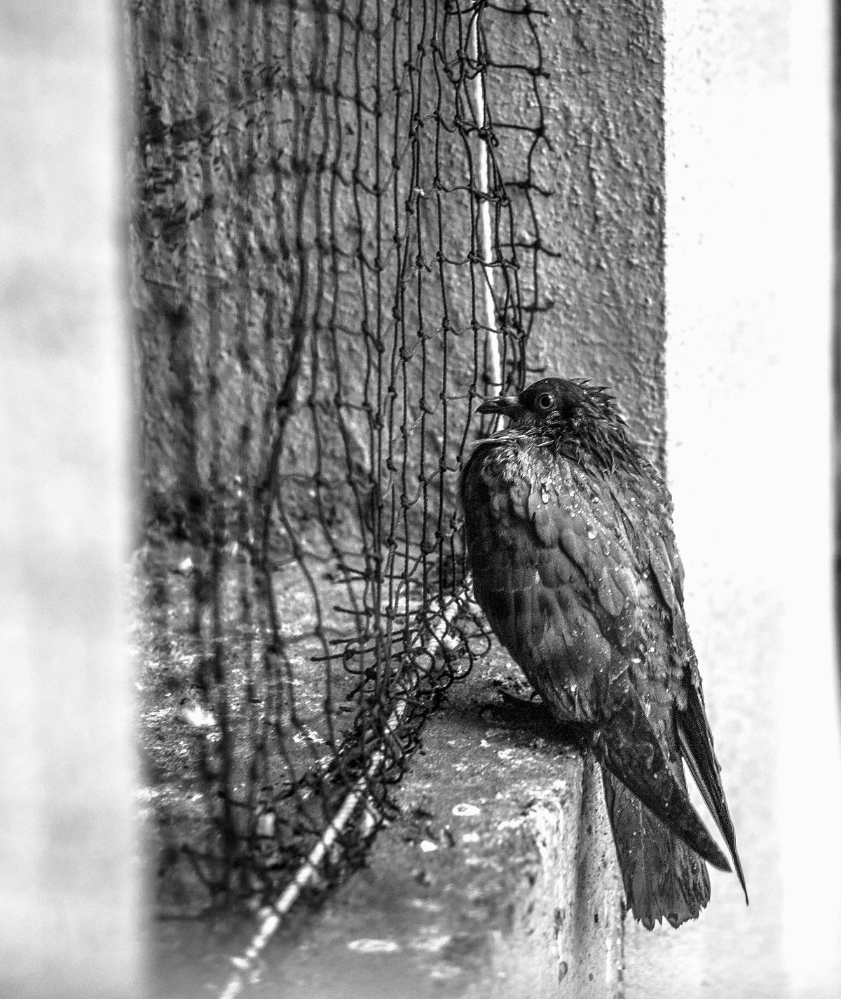 Paloma mojada posada en un muro de concreto junto a una red de cuerda, en blanco y negro