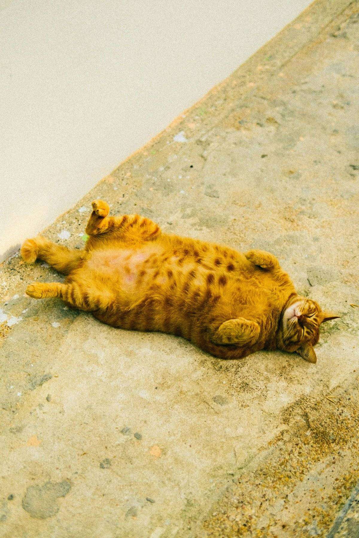Gato anaranjado durmiendo panza arriba sobre una vereda de cemento